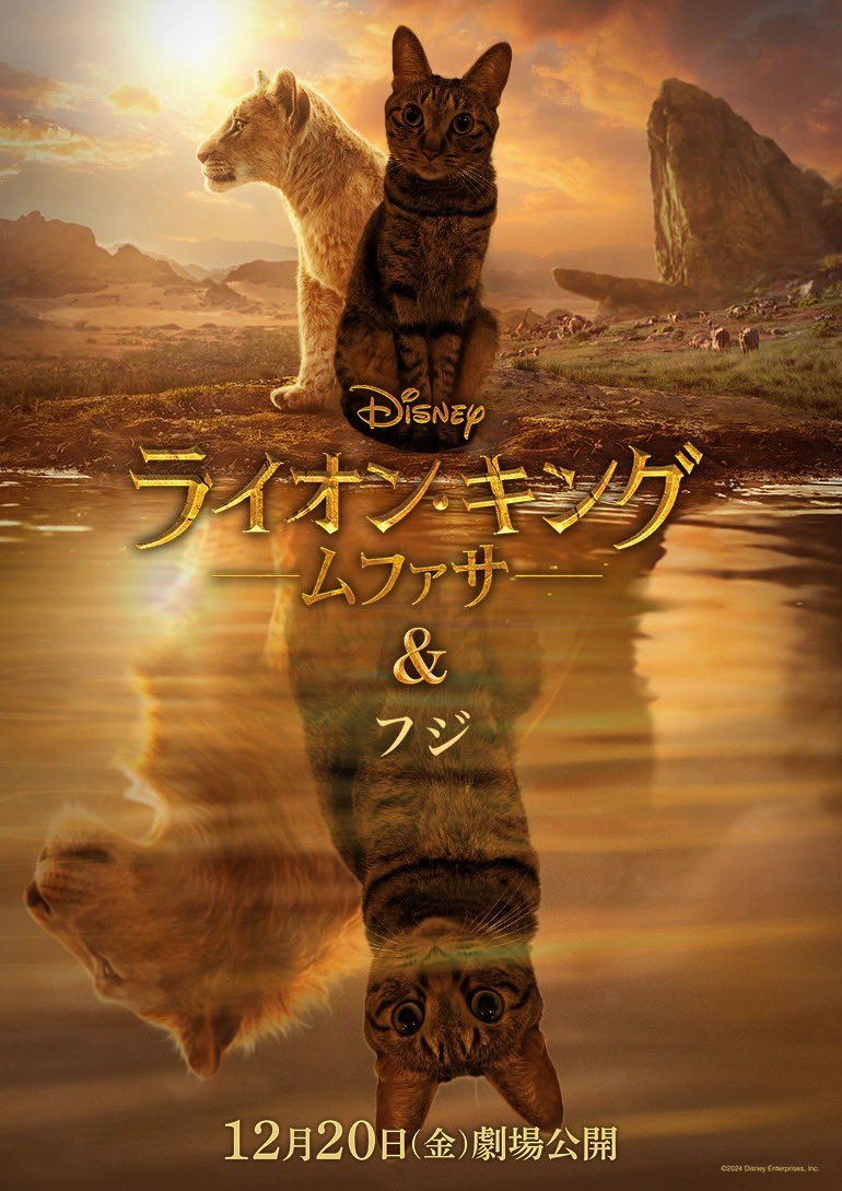 mikiasei's tweet photo. 我が猫、フジもライオンキングにハマってます。
この眼差し。ほぼムファサです。
フジは女の子です。
サラビのように育てたつもりですが、ムファサになりました。
#ライオンキングムファサ
#ムファ写キャンペーン
#PR https://t.co/29VLnuj7BW