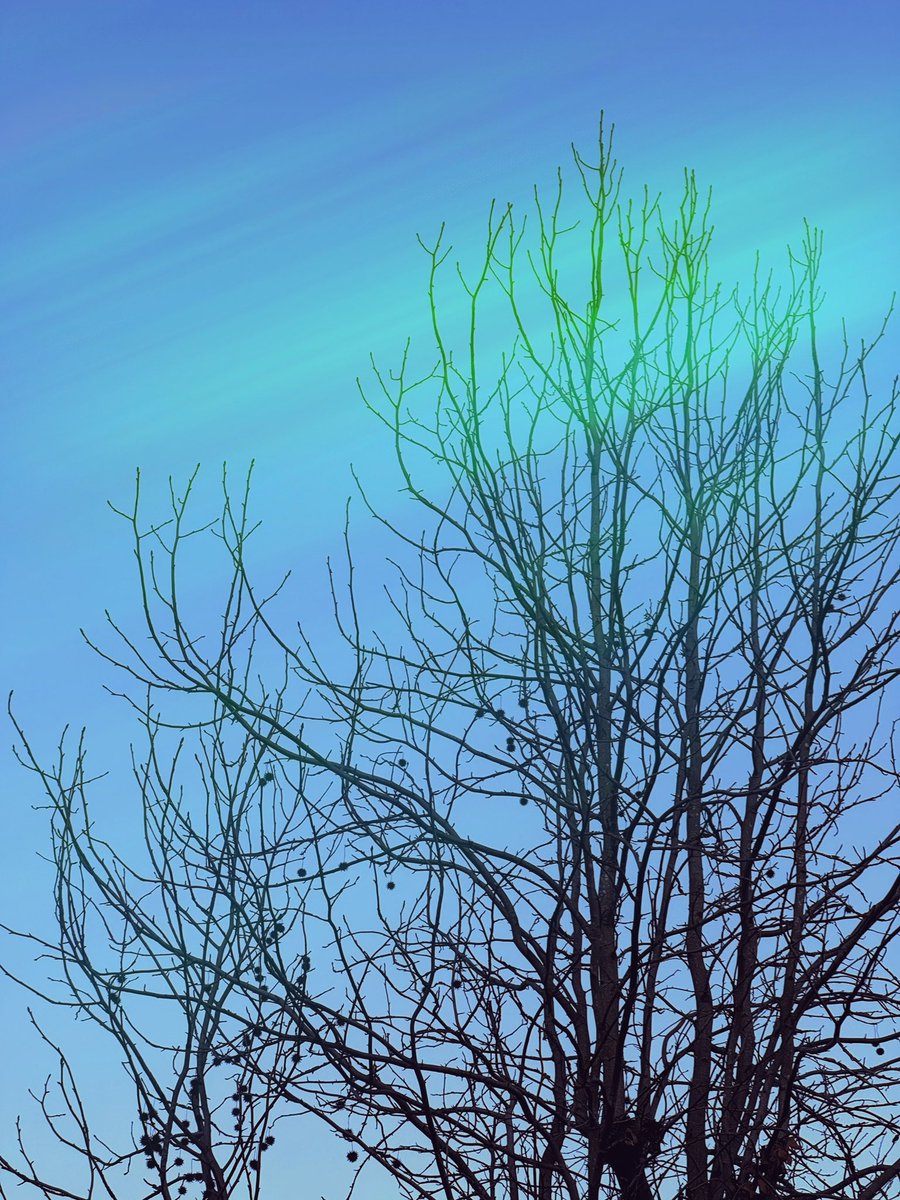 みずならの凍裂が
空を揺らす十二月
語り継ぐ
christmas truce

共存させてはならないものと
共有したいもの
世界はまだ抱擁がたりないのだ

私のなかに君を
君の傍らにわたしを
このやすらかな夜を
この美しいときを

merry christmas