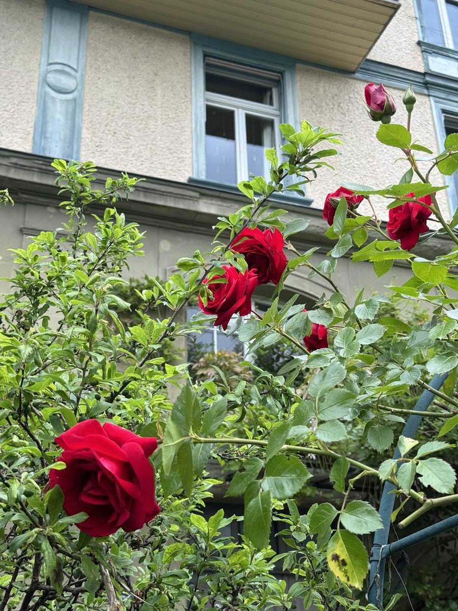 ,,, 🌹 ,,,