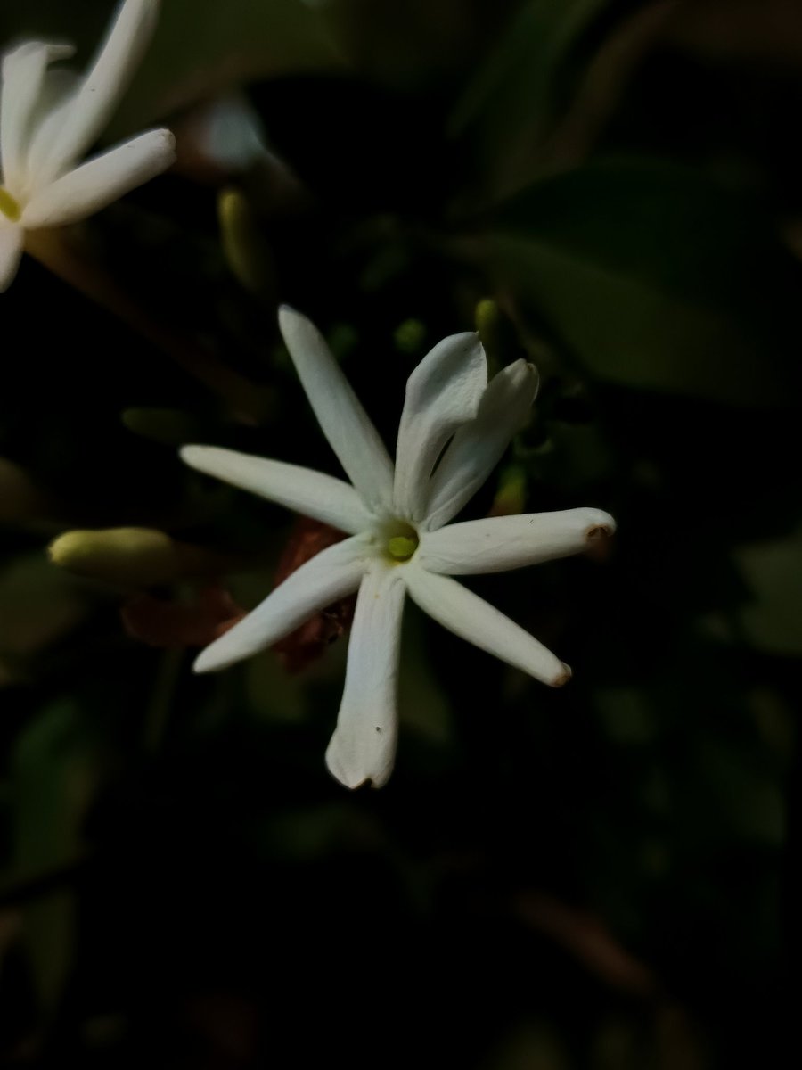 niileshraichura's tweet image. #DarkEdition 

#theme_pic_India_flowers