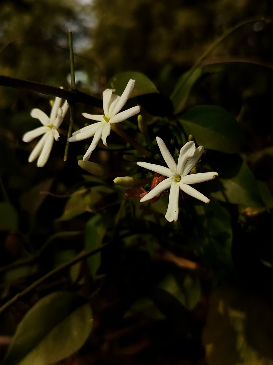 niileshraichura's tweet image. #DarkEdition 

#theme_pic_India_flowers