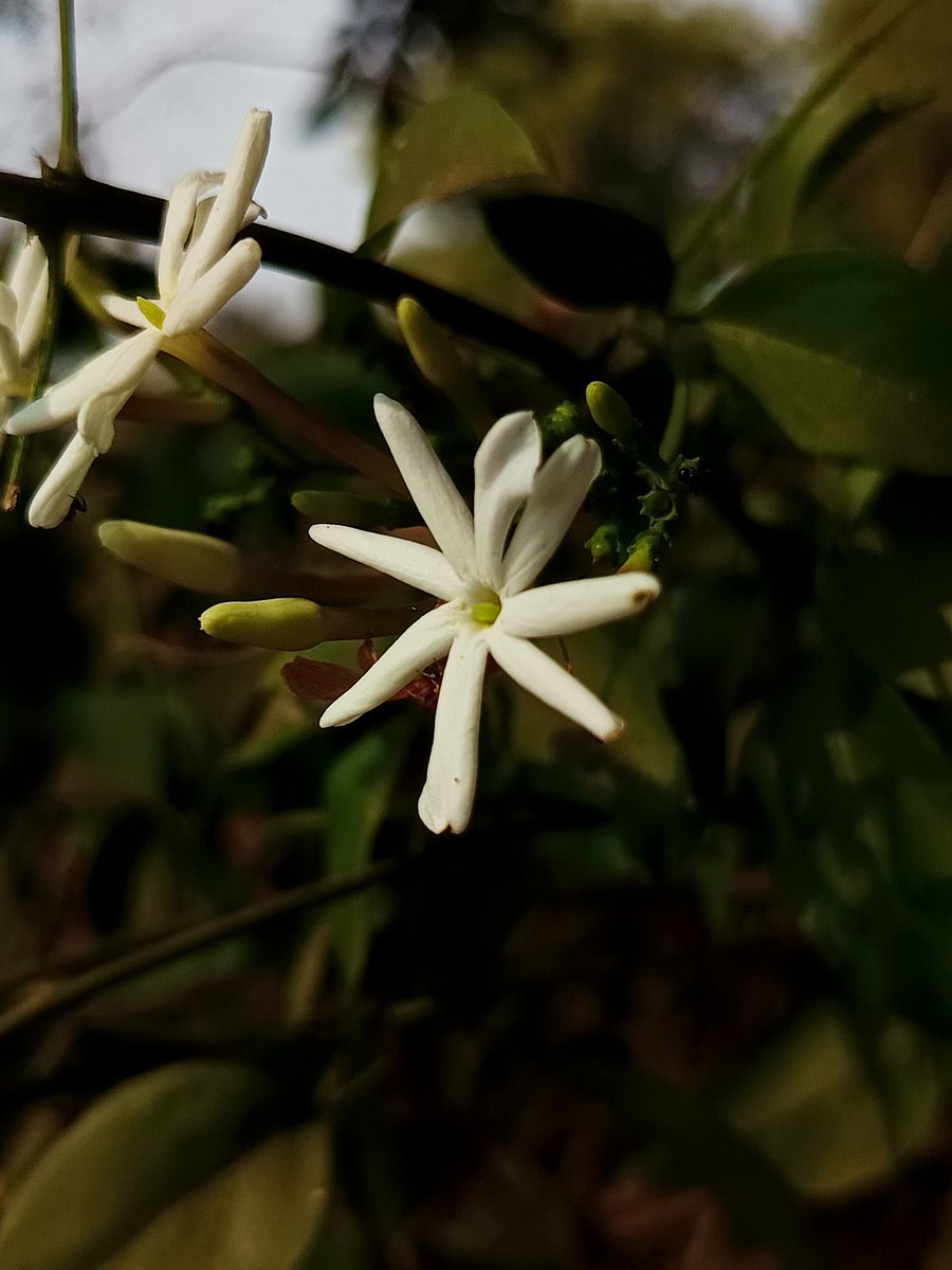 niileshraichura's tweet image. #DarkEdition 

#theme_pic_India_flowers