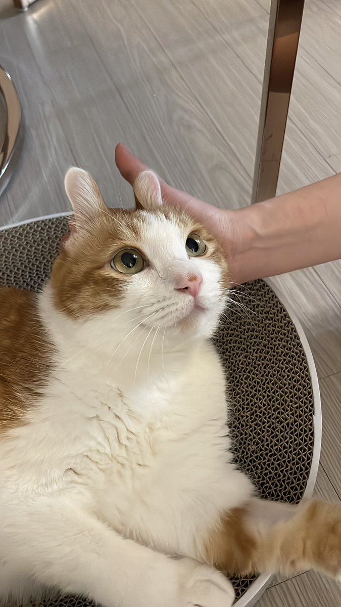c0rn_s0up's tweet photo. 얘가 고양이야 토끼야!!?!?
고양이...?
토끼쟈나!!!!!!!
다시 물어볼게 고양이야 토끼야
토끼...?
고양이쟈나!!!!!!!!!!!!!!!!!!!!!!!!!!!!!!! https://t.co/3KZGLRuLzZ