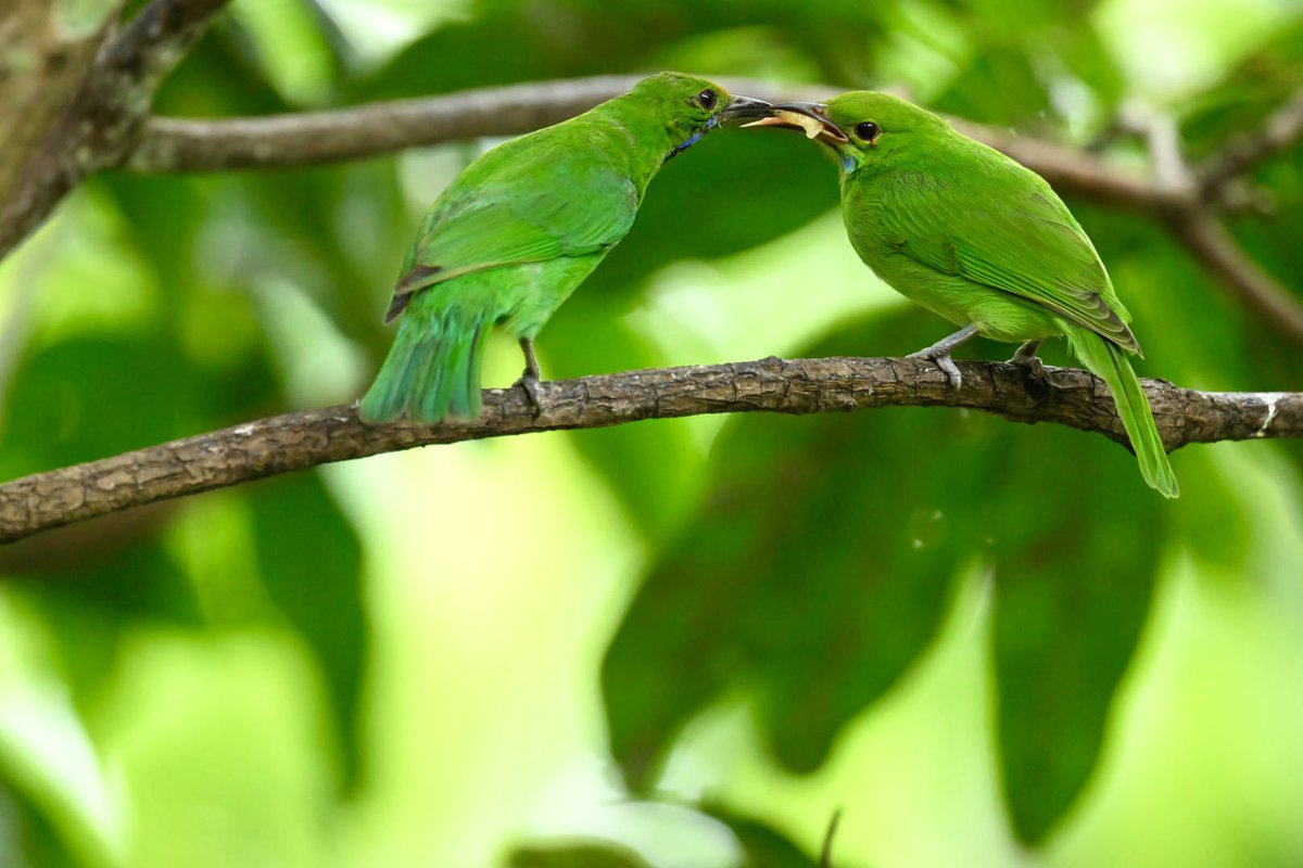 RathikaRamasamy's tweet photo. Golden-fronted leafbird (Chloropsis aurifrons)
#goldenfrontedleafbird
#wildlifephotography
#rathikaramasamy
#birdphotography
#birdwatching
#westernghat https://t.co/UXVpcPpV4k