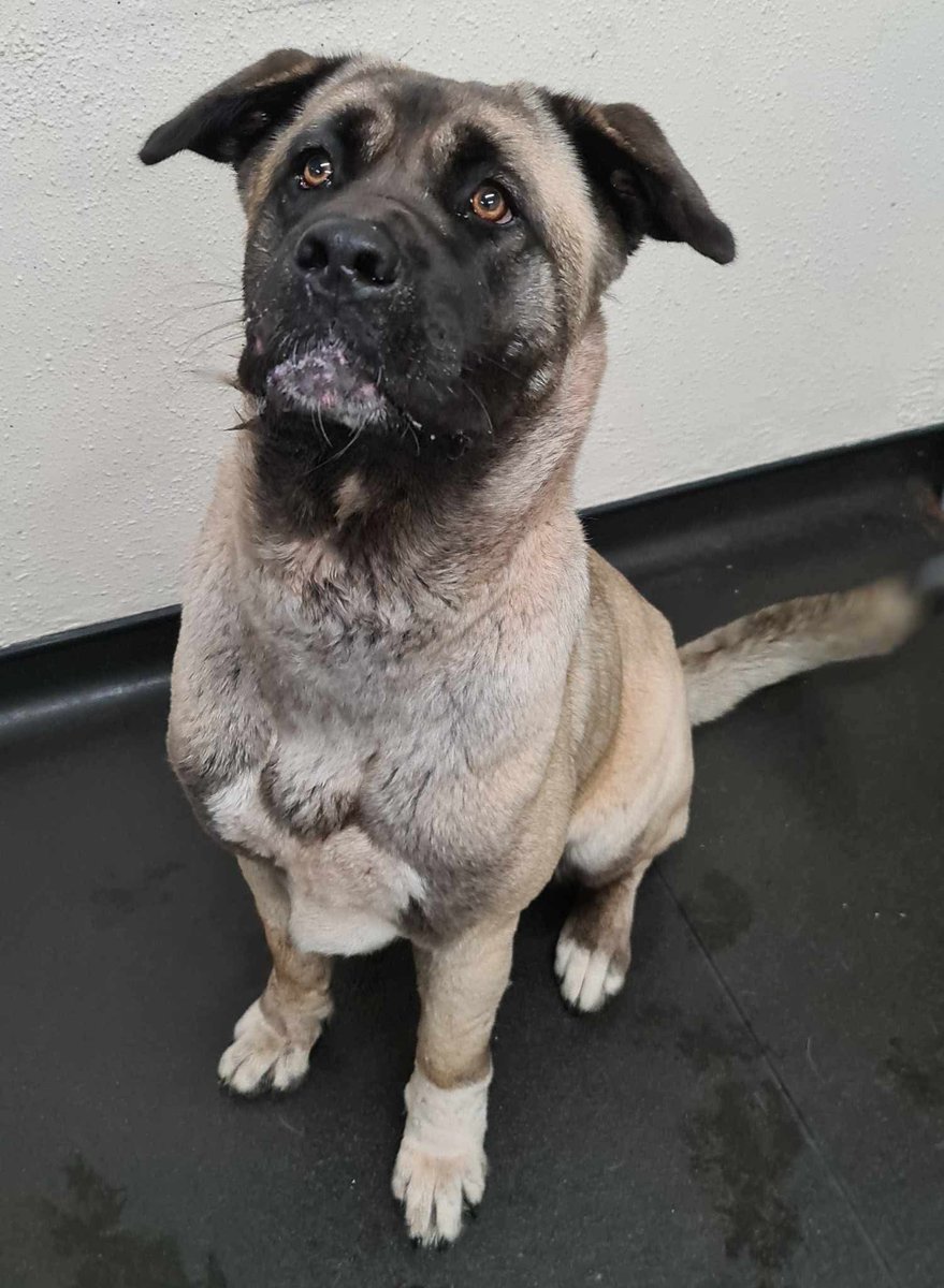 Please retweet to help Layla find a home #SHEFFIELD #YORKSHIRE #UK  Available for adoption from Sheffield Council Pound✅
Details or apply for Layla below👇 ineedahome.co.uk/dogs/13869
Akita Cross aged 1-2. This lovely girl was brought into kennels after being found roaming as a