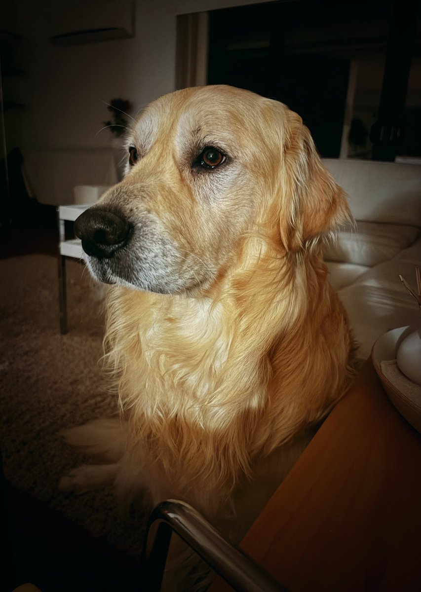 英俊狗 目光如炬