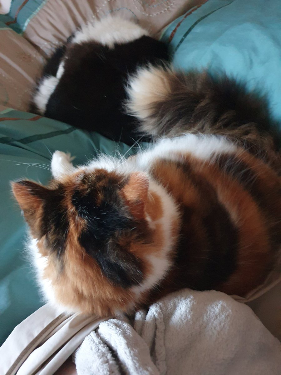 MargLloyd's tweet image. The way to start a #SundayMorning ~ Sukie &amp;amp; Bertie joining me after getting up to give them their brekkies &amp;amp; back to bed with a cuppa 😂. I have got to get up but they can stay here. 😻🐾💞 #sleepycats #liein