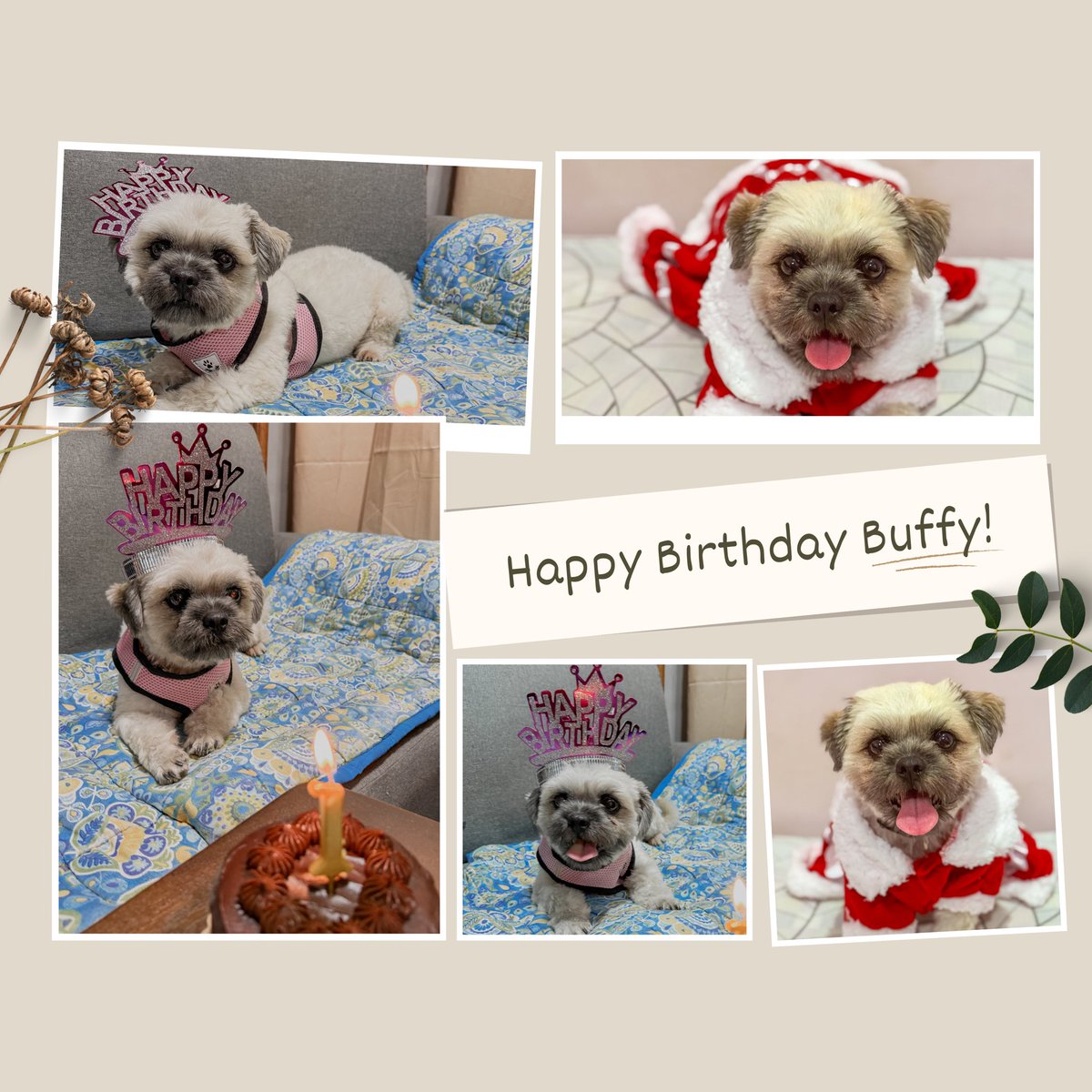 jzeldiaz's tweet photo. Buffy 1st Birthday!🐾🐶 https://t.co/B8nFVPeFLT