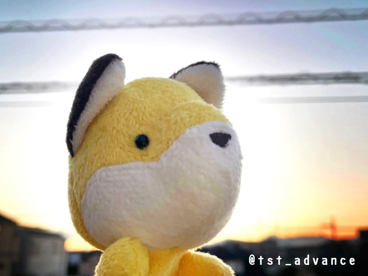 tst_advance's tweet photo. 綺麗な夕焼けを見ました☺️すっかり冬の空ですね＾＾
今日も一日、お疲れ様でした♪

#ティーエスティーアドバンス 
#tstadvance #ぬいぐるみ #企業公式がお疲れ様を言い合う 
#littlebeans #キツネ https://t.co/P6siBc7BaQ
