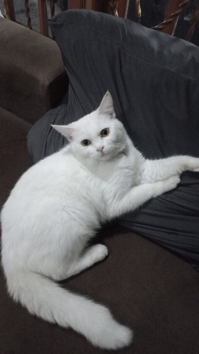 bluebbyyy's tweet photo. NSJSWNNSJS MAMIH MAAFIN KARNA KAMU IMUT 😭👊🏻 https://t.co/QHmKnAgYR1