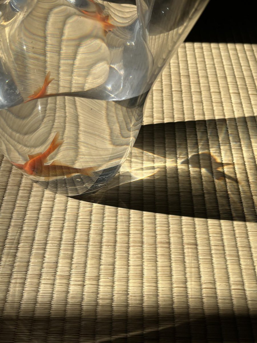 日光が降り注ぐ畳の上で、一匹の金魚がガラス瓶の中を悠々と泳いで、光の影が交錯して、静かで美しいことは言うまでもない。  この瞬間、時間が凝固したかのように、純粋な平和と心の底の柔らかさだけが残っている