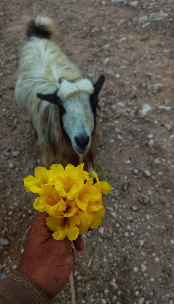 ما أروع اللقاء بيننا في ليالي الشتاء البارده
 يا اجمل ما اشتهيت🌼
وعد  لن أتخلى عنكِ ابداً حتى تحترق النجوم🫂
يا صباح الحب💛