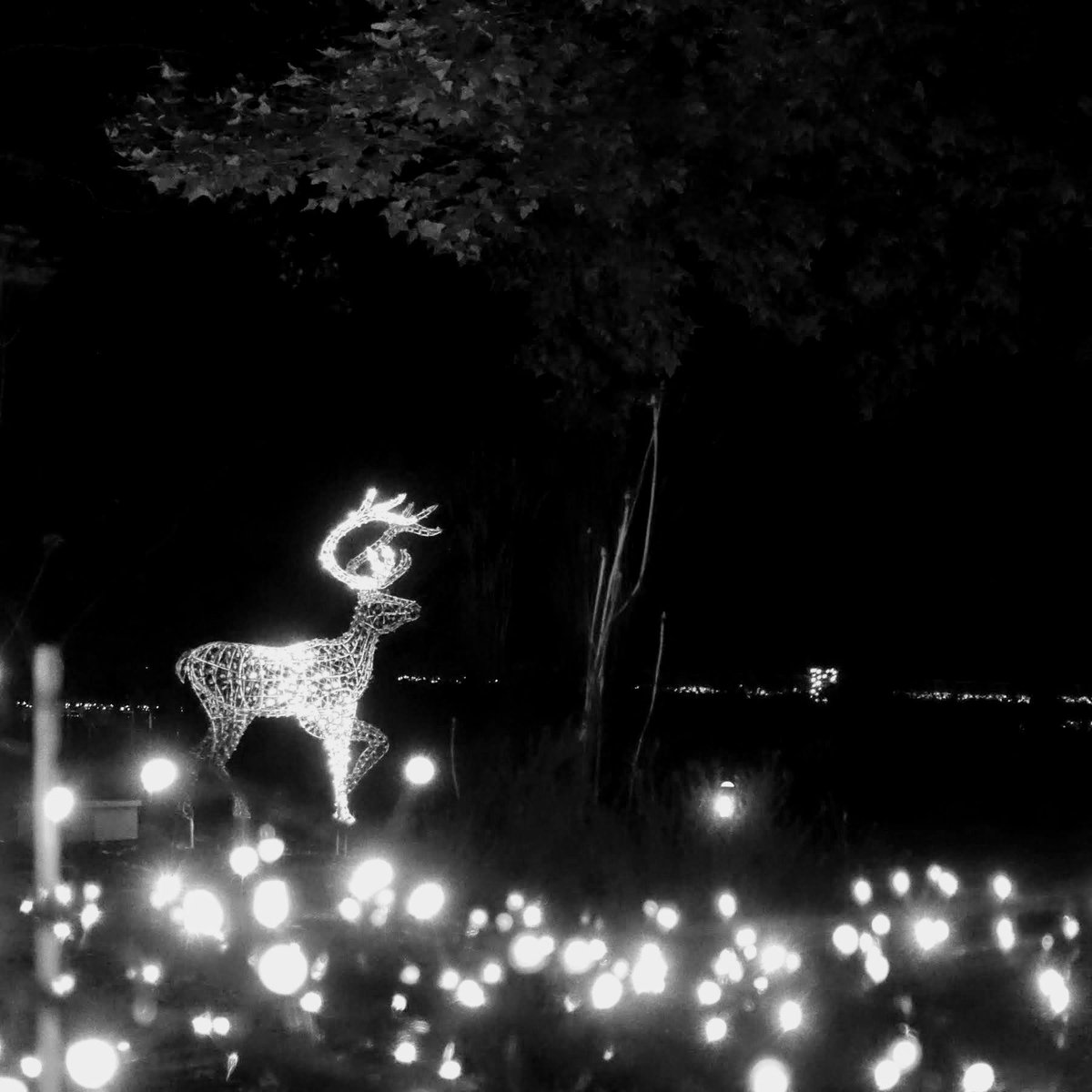 momotuyon's tweet image. こんばんは
写真は2017年12月22日のもの
1枚目はコンデジ #rx100m3
それ以外は #pentax #ks2