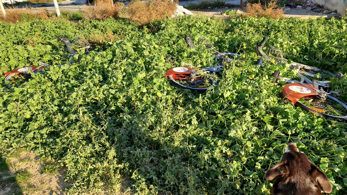 Estimados <a href="/SeviciOficial/">Sevici Oficial</a> esta no era la estación de bicicletas que pedíamos para el barrio.
Aprovechamos para informarles donde pueden recuperar tres bicis robadas. Solar calle Electricidad #barriocontadores
Feliz Navidad.