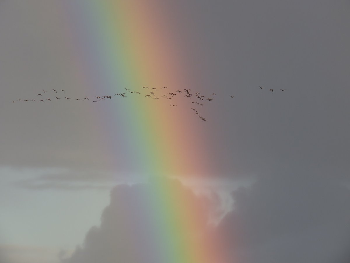 Iedereen hele fijne dage gewenst! Deze #regenboogplaat was nog van enige weken geleden. Een lichtpuntje in de afgelopen 'grauwe dagen' #Drenthe #natuur