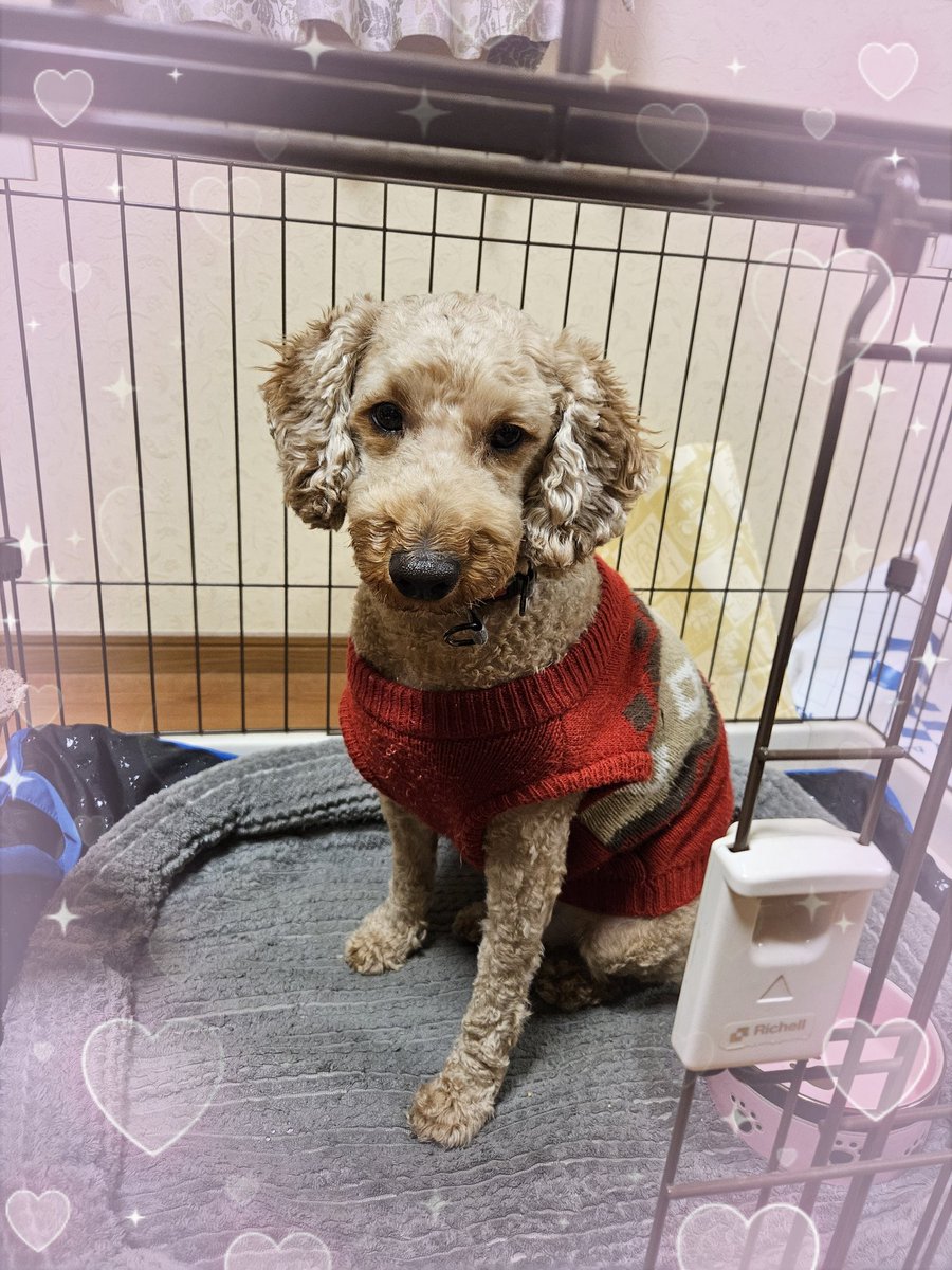 我が家のﾜﾝｺ🐕️今年最後のﾄﾘﾐﾝｸﾞ✂️
全くの別犬のようなんだけど
同じ犬🐾
ﾓｻﾓｻもﾄﾘﾐﾝｸﾞ後もどちらも可愛いくてどっちがと言えない我が家の人間たちです😅
素敵なﾄﾘﾏｰさんに出会えて良かったです😆🎶