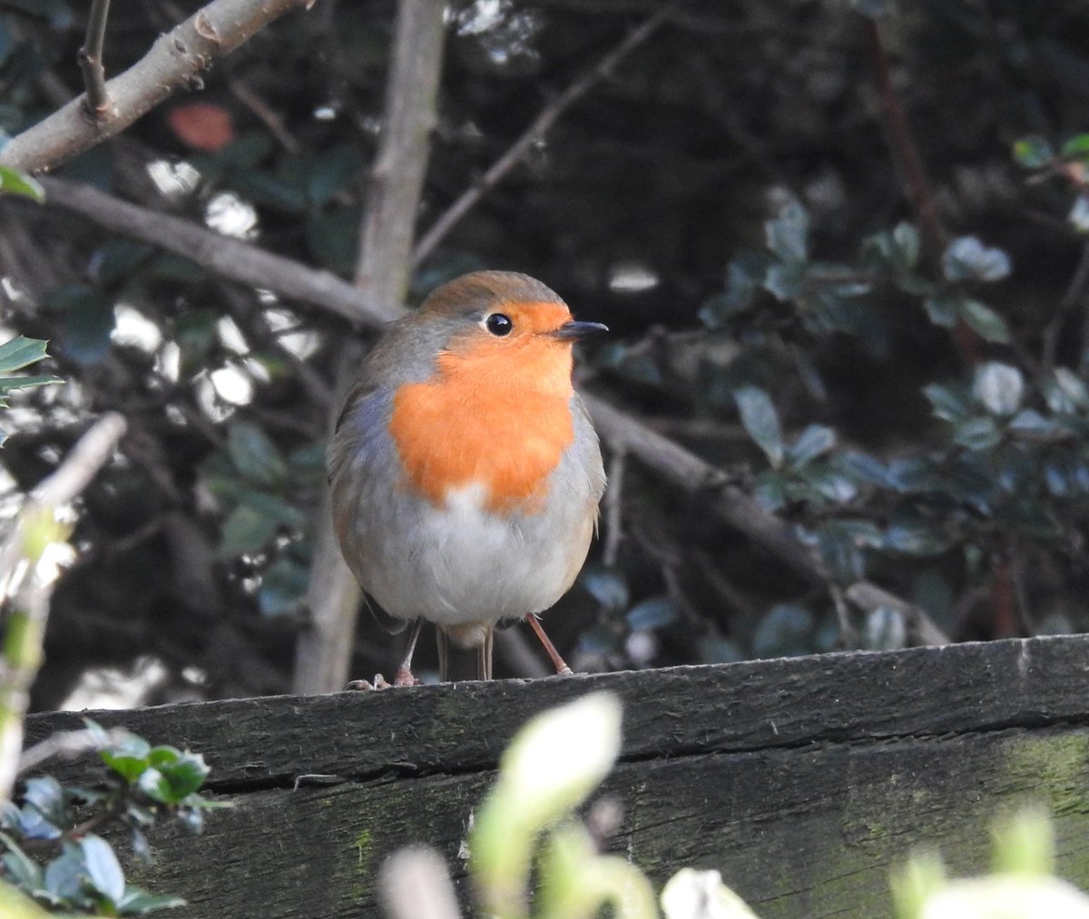 Ord1e's tweet photo. I wonder if the food is better over there? #DDOR #FestiveDailyRobin #birds #UKBirding  #Yorkshire @ThePhotoHour @Natures_Voice https://t.co/G06ef8GqaV