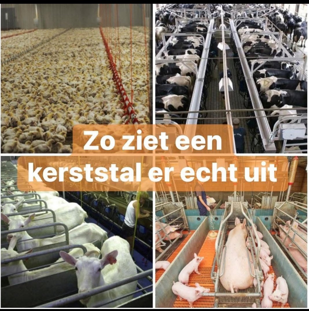 VeganStreaker85's tweet photo. Beste lieve mensen!
We moeten wakker worden, dit kan zo niet langer voor uw zuivel/vlees of ander dierlijke behoefte.
In 2025 kunt u het verschil maken en weigeren om hier nog geld aan uit te geven en het dus NIET meer financieel te ondersteunen.
#veeindustrie
#bioindustrie https://t.co/YlWlLGQkrh