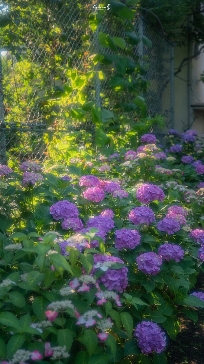 ᅠ ᅠ (@greendreaams) on Twitter photo 