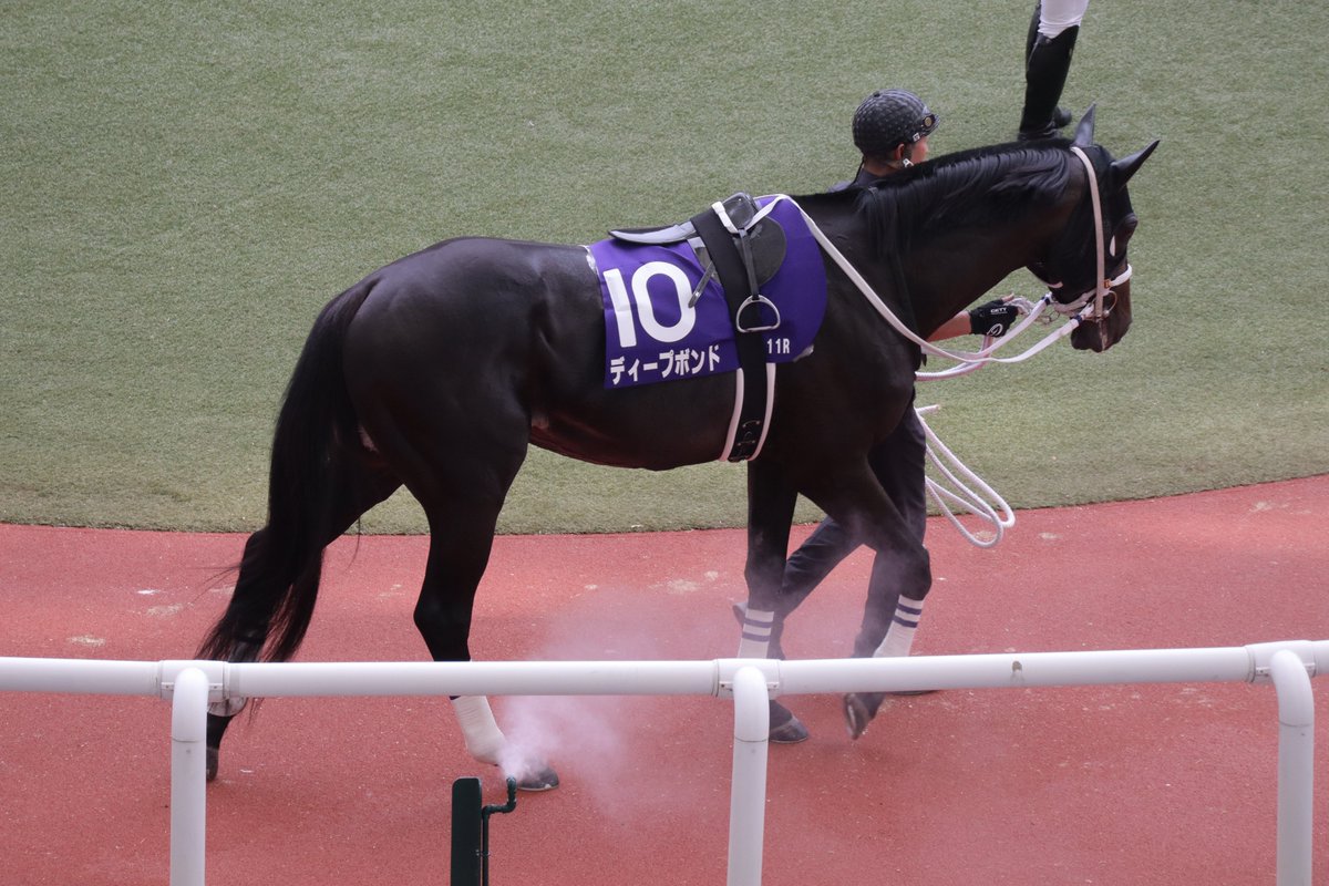 brother14s's tweet photo. ディープボンド、引退しちゃうんですね……
去年の宝塚記念でこしあんプリケツ見られたよ！！
誘導馬になってもがんばってね！！

#ディープボンド https://t.co/Lwg8ropKwU