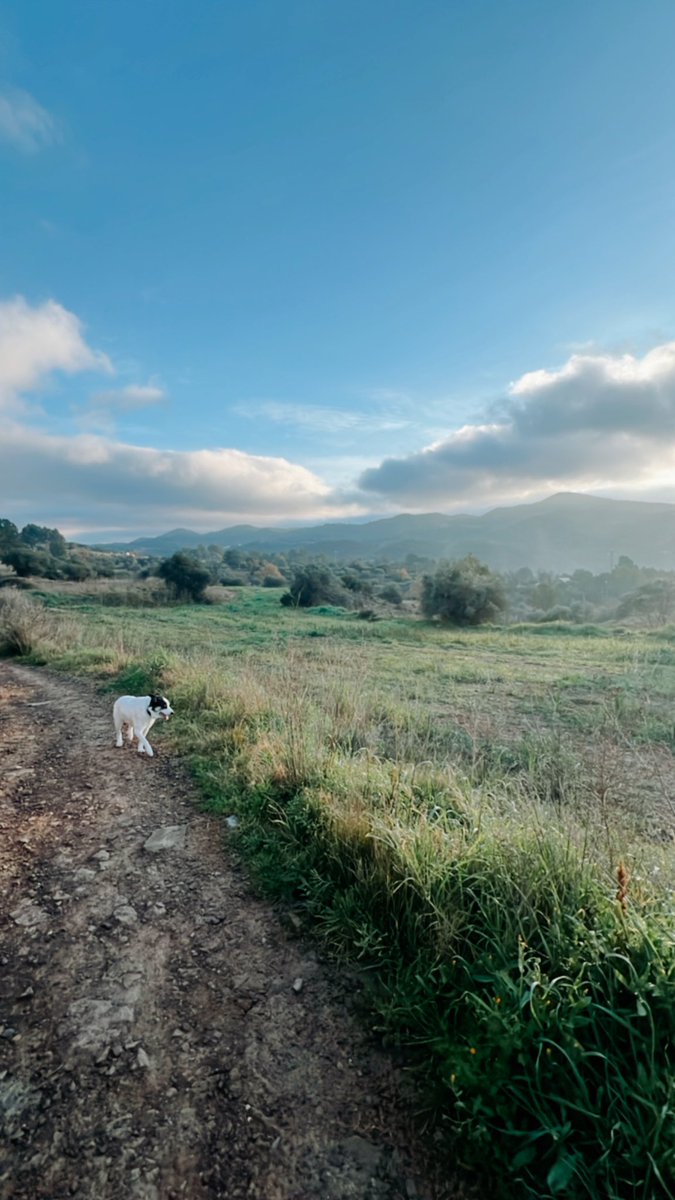 Mont Filló tweet media