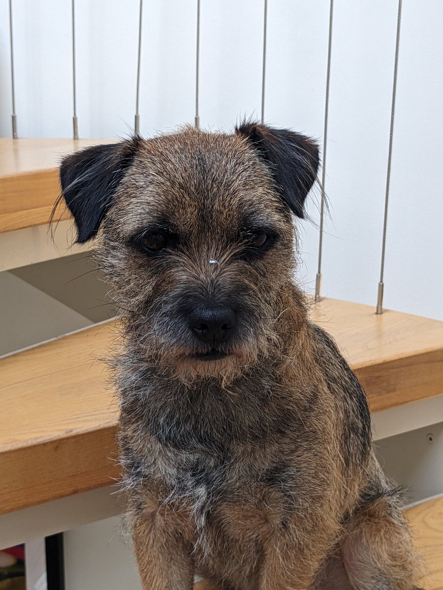 PTrufflesBT tweet media