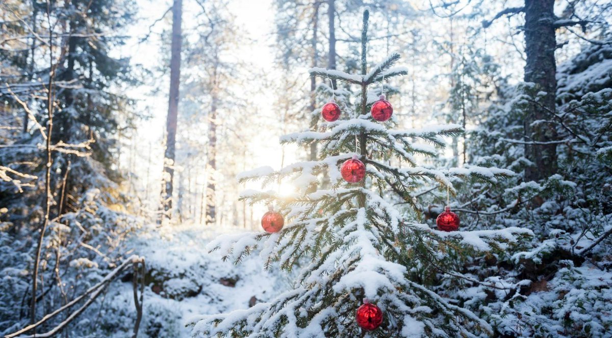 Så här i juletid pryder vintergröna barrträd hemmen i många länder. Julgranar sprider inte bara glädje utan klarar också av att överleva i oerhört hårda miljöer. Forskare förstår nu mer av de bakomliggande mekanismerna. umu.se/nyheter/julgra…