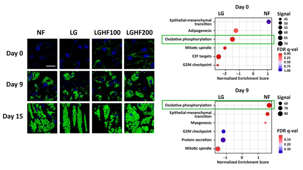 Very happy to share our work on transcriptional &amp; phenotypic effects of #intermittentfasting of #adipose stem cells! 👩‍🔬🎉 Thanks to all the authors, especially #ThomasSæther!
Check out these tough, resilient ladies that stay the course no matter what! --&gt; mdpi.com/2072-6643/16/2…