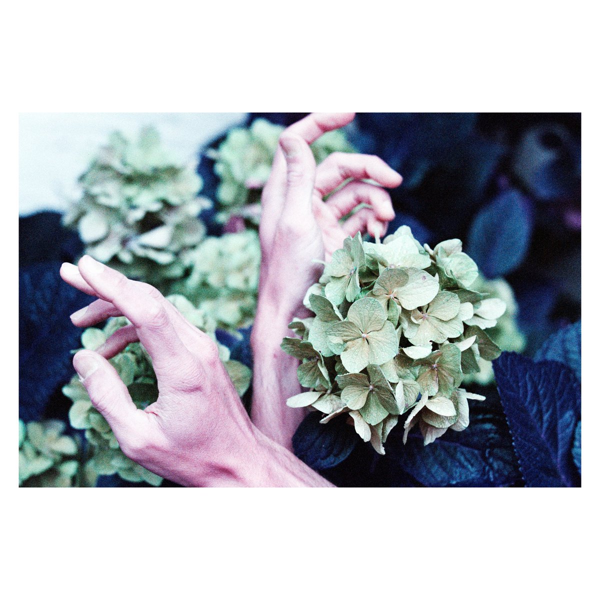 Lomo purple dans les hortensia