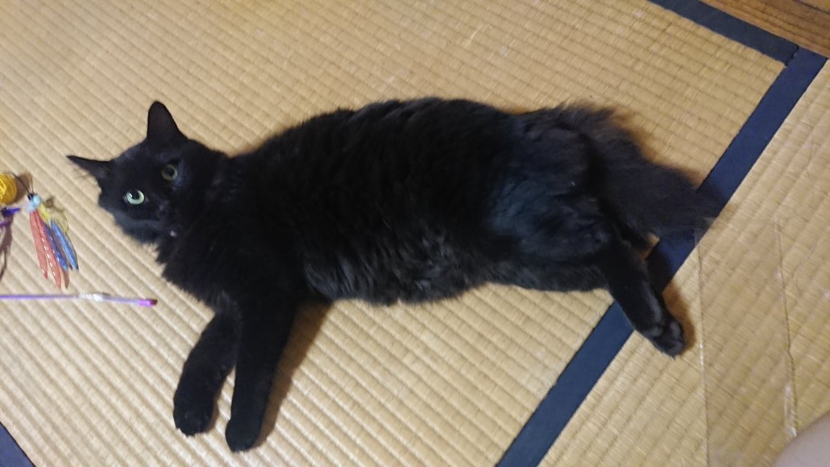 nekoku02's tweet photo. 行方不明になってから今日で2年6ヶ月。心配で仕方ない毎日ですが再会できるとずっと願って、できることを行動し続けます。 
#千葉県 #茨城県 #香取市 #香取郡 #東庄町 #旭市 #多古町 #匝瑳市 #東金市 #銚子市 #神栖市 #鹿嶋市 #黒猫 #メス #長毛 #鍵しっぽ #迷子猫 #迷い猫 #飼い猫 #保護猫 #MCあり https://t.co/NUMaJ7kCeh