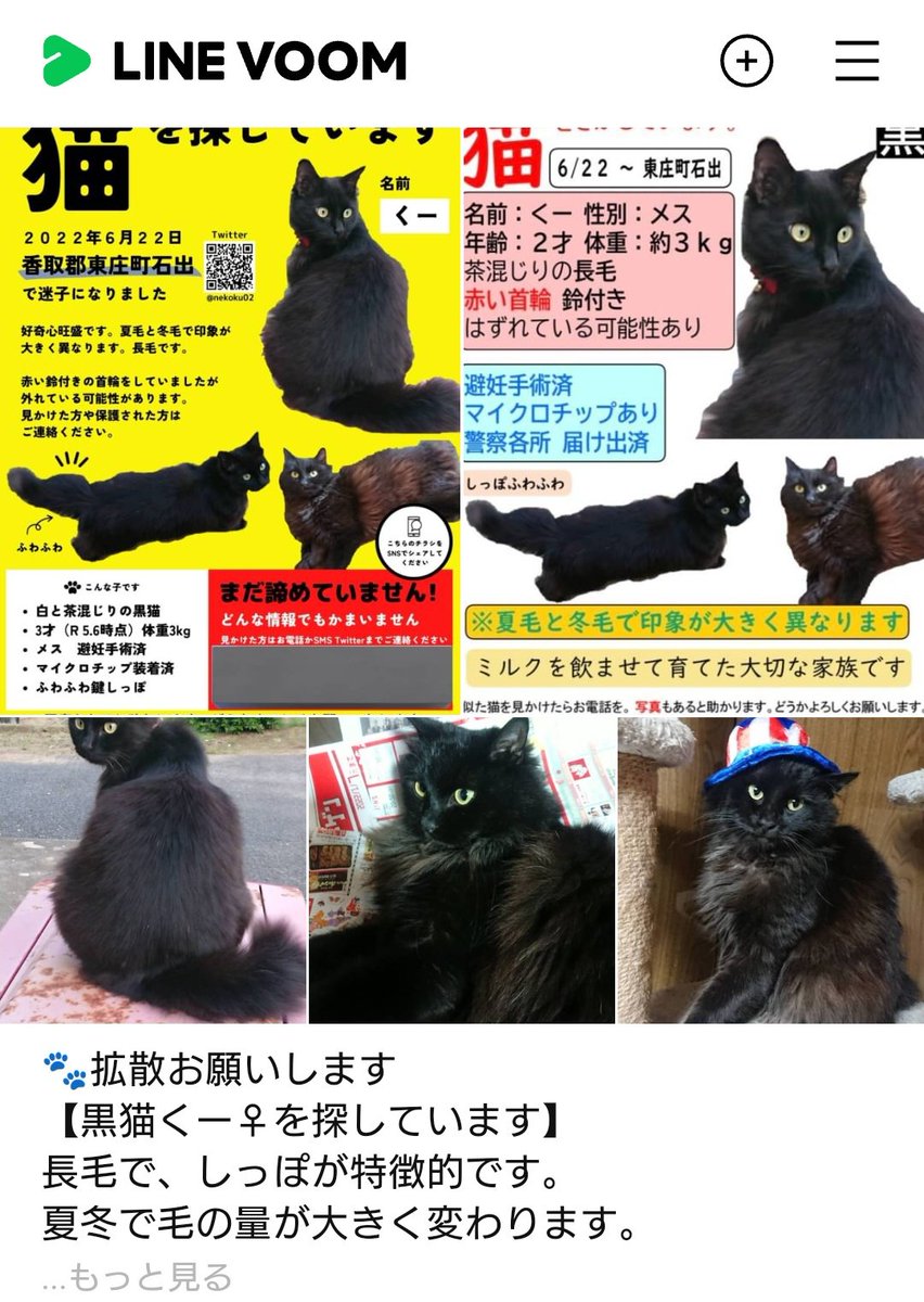 nekoku02's tweet photo. 行方不明になってから今日で2年6ヶ月。心配で仕方ない毎日ですが再会できるとずっと願って、できることを行動し続けます。 
#千葉県 #茨城県 #香取市 #香取郡 #東庄町 #旭市 #多古町 #匝瑳市 #東金市 #銚子市 #神栖市 #鹿嶋市 #黒猫 #メス #長毛 #鍵しっぽ #迷子猫 #迷い猫 #飼い猫 #保護猫 #MCあり https://t.co/NUMaJ7kCeh
