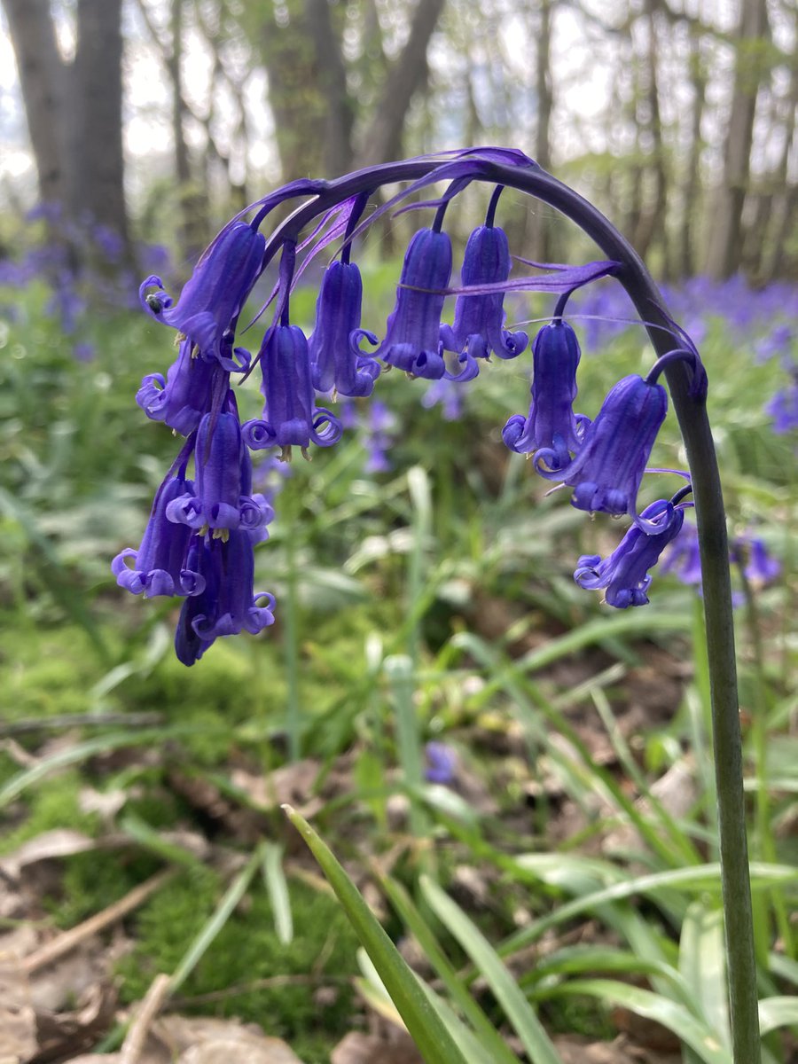 The English Oak Project tweet media