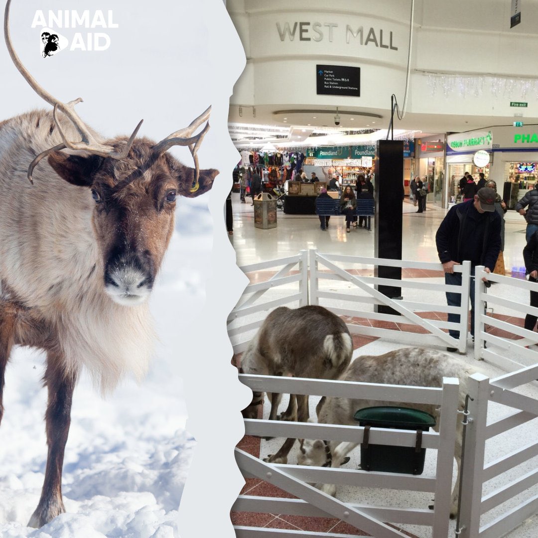 domdyer70's tweet photo. Reindeers belong in the wild not in shopping malls for Christmas entertainment. Please 🙏 don’t support this cruelty over festive season @AnimalAid @BornFreeFDN https://t.co/LeOiuUDHeG