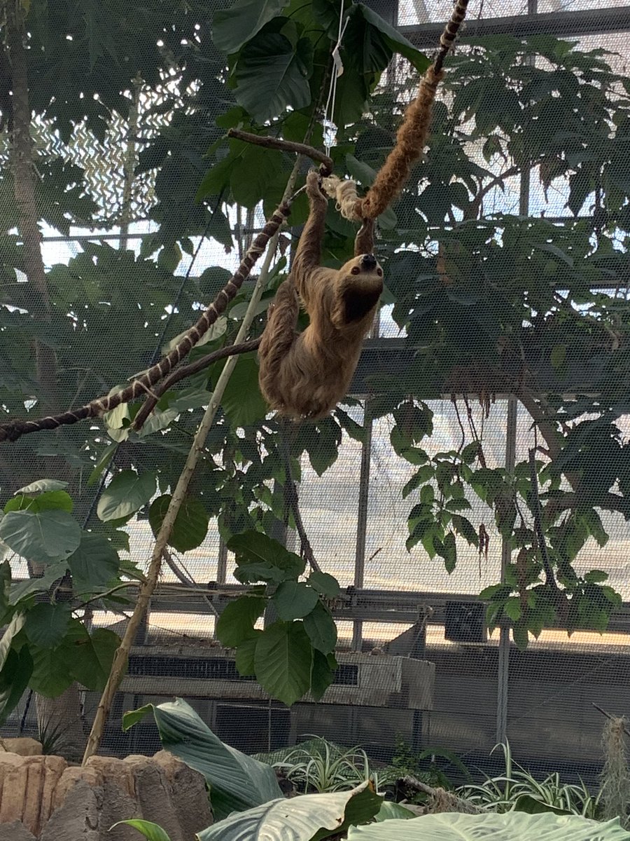 CptCzj7's tweet photo. 俺はとくとくや
これはナマケモノや https://t.co/S8yCdURdyh