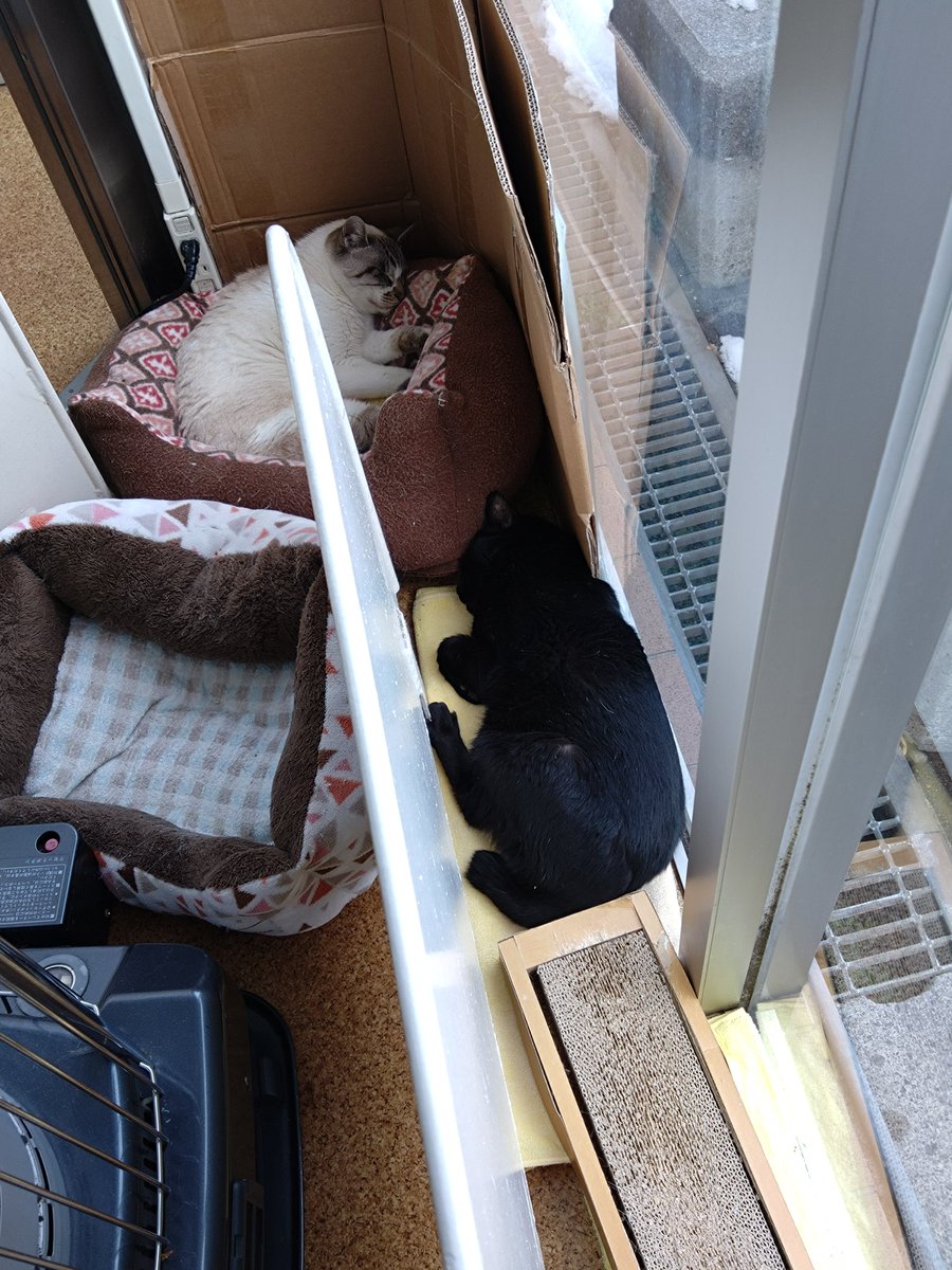 nokkun33's tweet photo. @NaoOkita_s15 @bou_uni 本日も行ってまいりました。狭いところに黒猫が増えておりました。 https://t.co/F6ZrbDDVhR