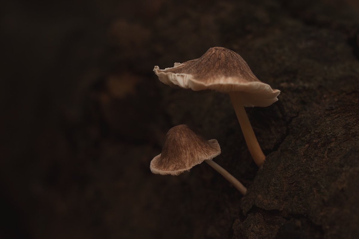 BitterFoxes's tweet photo. A few mushrooms from this past autumn 🍄‍🟫🍄‍🟫 https://t.co/jNfPpgLhrL