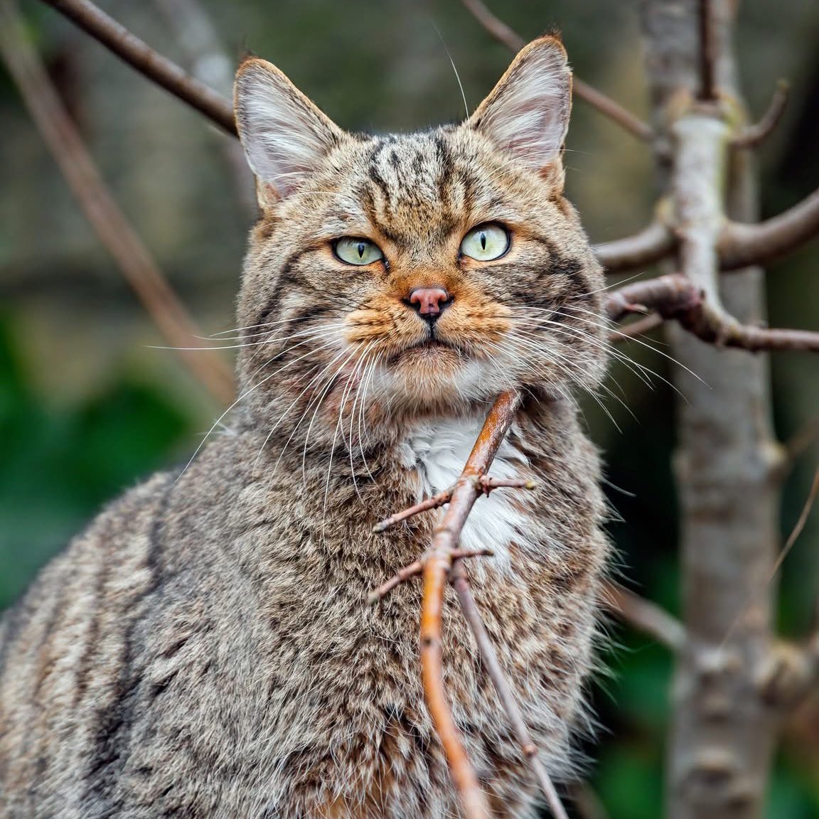 Wir wünschen euch einen schönen 4. Advent! 🎄😻

📸 Emmanuel Keller

#Wildkatze #dählhölzli #bern