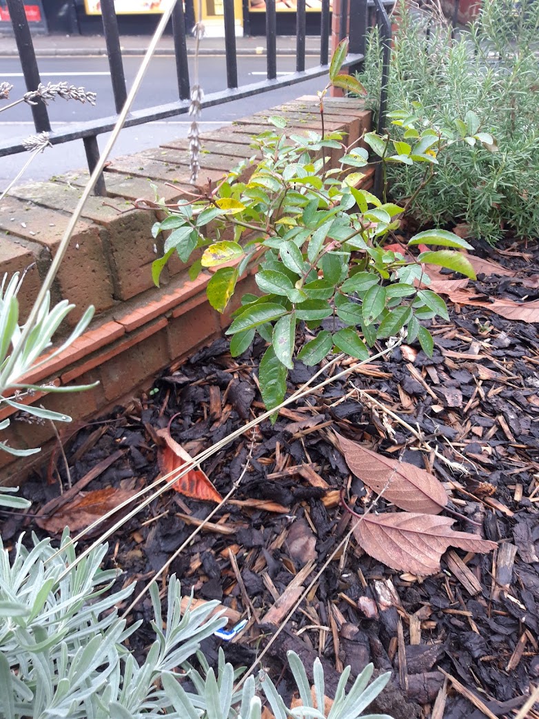 SrwtConnecting's tweet photo. @pagehallhealth #watchpagehallgrow

Herbs, veg, woodland flowers and roses from Jamia Masjid Ghausia, Fir Vale 🌹💚
Ice suncatchers ❄️

#StrongerTogether
@RecoveryNature @WildSheffield https://t.co/M4HkkhxNU9