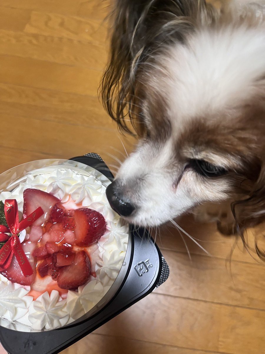 Papi_Rin_1021's tweet photo. #Merry Xmas🎄

ちょっと早いけど
お姉ちゃんが買ってくれて
#犬用クリスマスケーキ🍰
デビューしました！
さすがに大きいので
6回に分ける予定です！

#パピヨン
#犬のいる暮らし https://t.co/CunYPRd55I