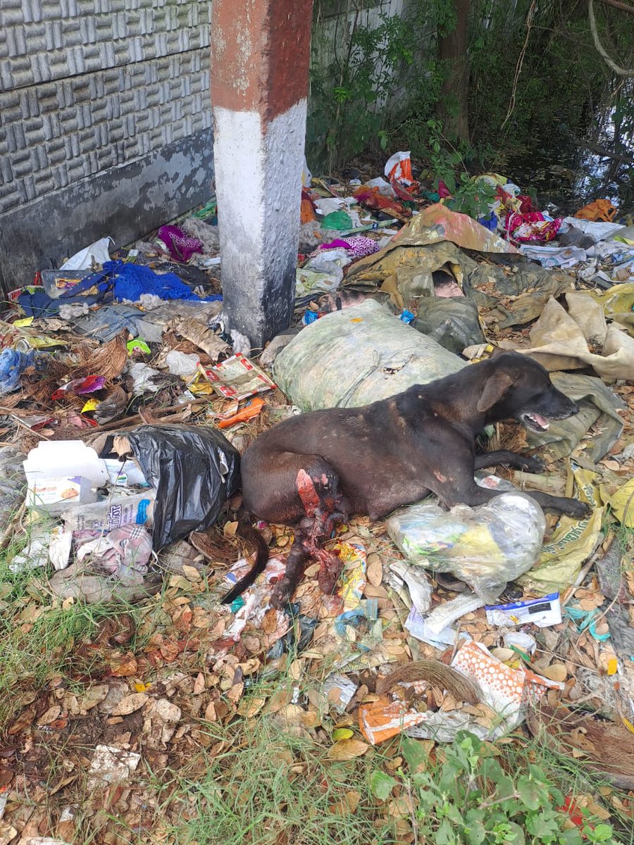 wildlifenurture's tweet photo. Urgent Help Needed! 📷

Bank details:
Account Name:  WILDLIFENURTURE TRUST
A/C No: 50200094518759
A/C Type: Current Account
Bank:HDFC Bank
Branch: SAFDARJUNG
IFSC code: HDFC0003853
Donation Link/Website: https://t.co/kDE78n2lS5 https://t.co/BS7Zd2ub4V