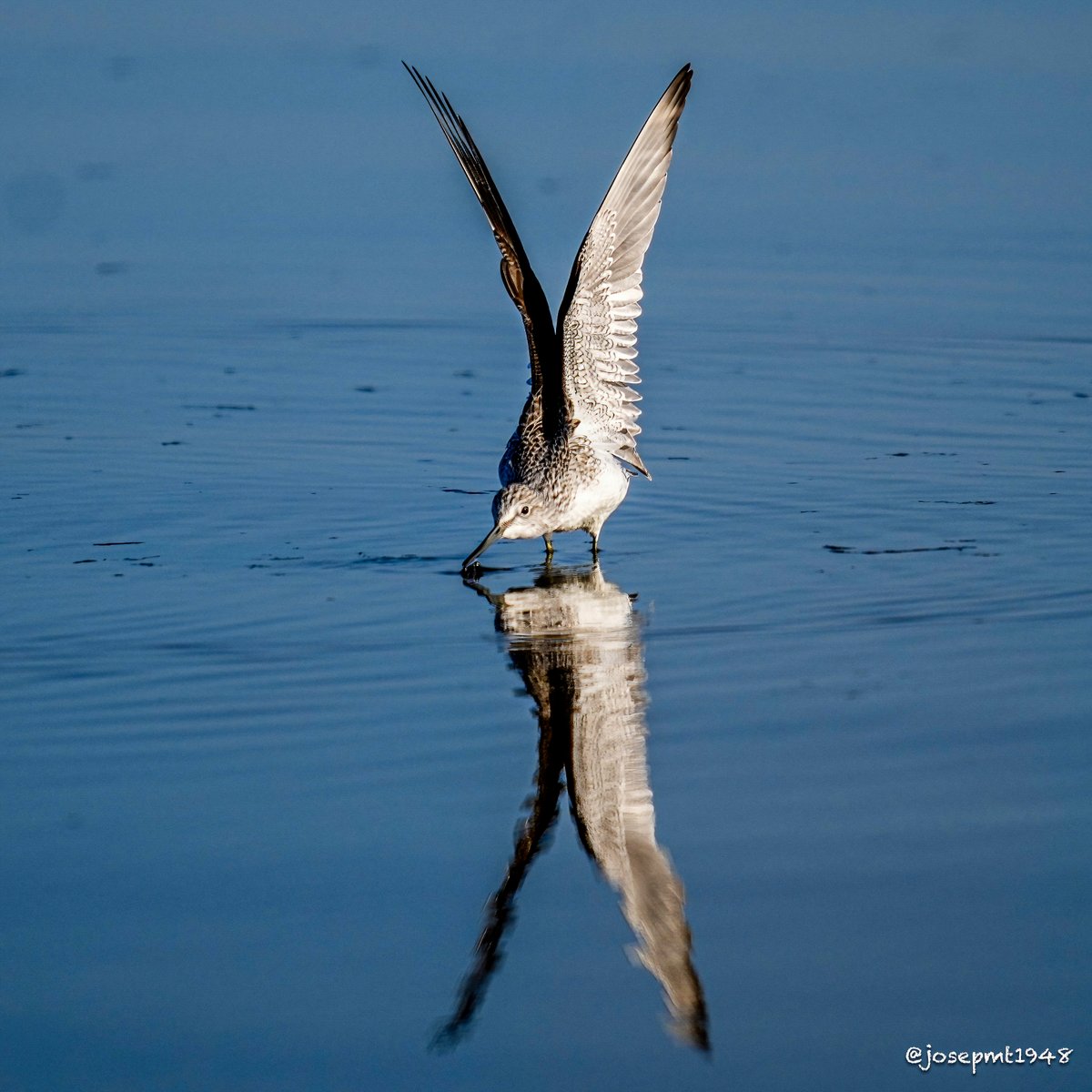 Gamba verda (Tringa nebularia)
<a href="/rietvell/">RietVell</a>  <a href="/FundPlegadis/">Fundació Plegadis</a> 
#parcnaturaldeltadelebre #deltadelebre #rietvell #trabucador #mitgjorn #alfalcada
