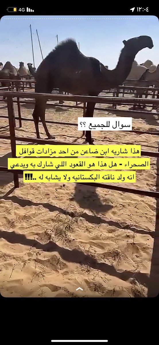 v199e's tweet photo. يجب كشف خداع من يسمي نفسه إعلامي !! 
وفي  الحقيقه هو حاقد على #سلاله_الباتل
هذا قعود #فالح_ضاعن_المنصوري 
شاريه من #مزاد_قوافل_الصحراء 
يجب ان تعتذرون أمام الملا @rakaanj 
انت ومن شكك في سلالة الباتل !!!!
#مهرجان_الملك_عبدالعزيز_للإبل9 https://t.co/CqztaooMj7