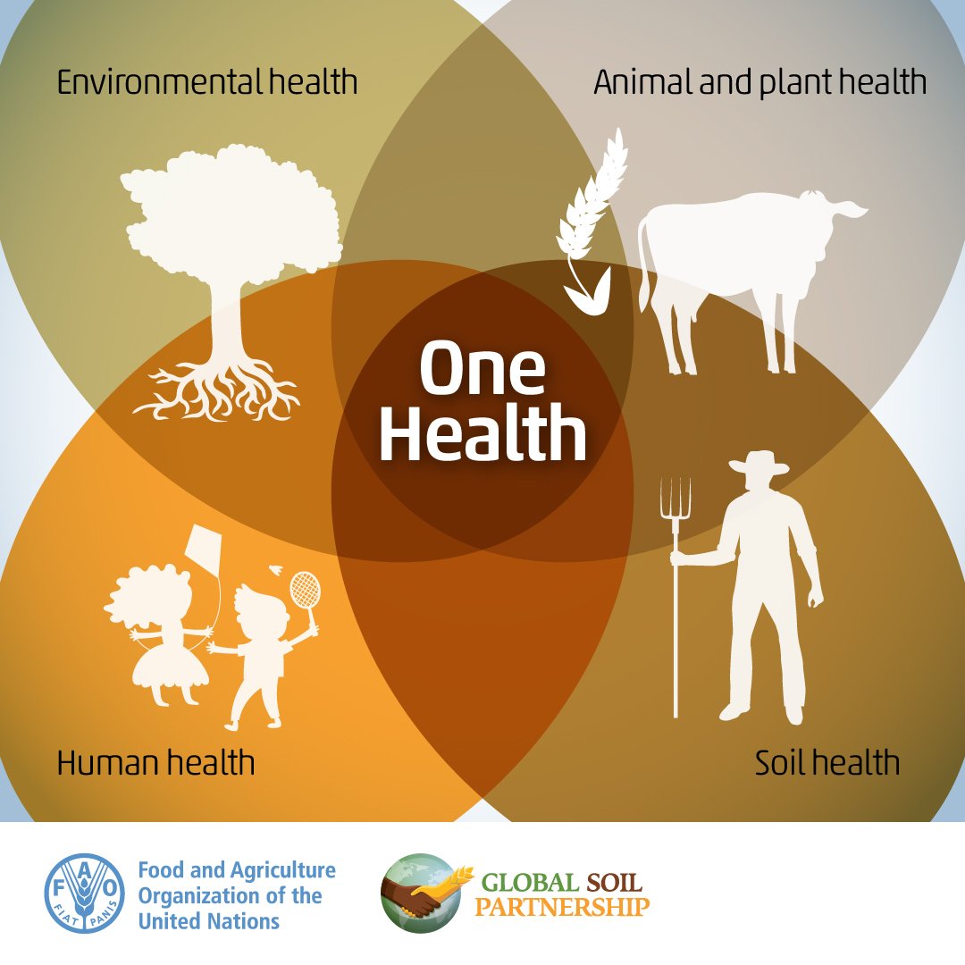 Without healthy soil, human, animal, plant and environmental health are at risk!⚠️ #SoilHealth
#GlobalSoilPartnership

🤎 Soil health
+
🫀Human health
+ 
🌿 Environmental health 
+
🐮 🌳Animal &amp; plant health 

= 1️⃣ One health!