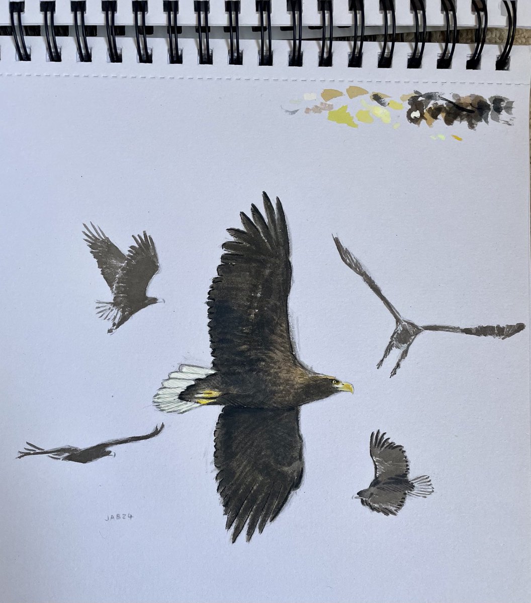 JABBIRDART's tweet image. Adult White-tailed Eagle (Haliaeetus albicilla albicilla)