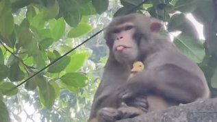 বানরের কোলে হাঁসের ছানা