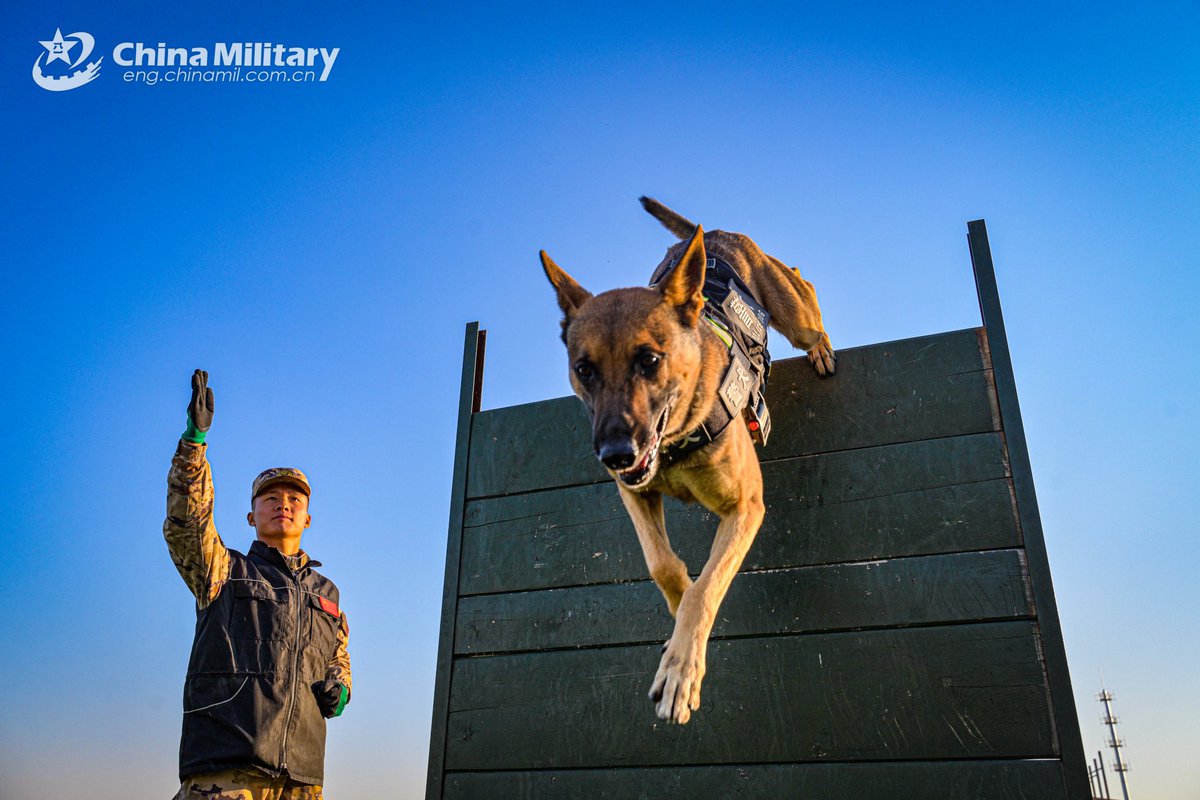 ChinaMilBugle's tweet image. The photos show a military dog following instruction to overcome obstacles and inspect suspicious luggage during a multi-subject training exercise. #Chinamilitary #militarydog