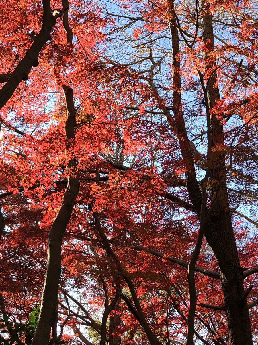 「綺麗だった紅葉」|しーきのイラスト