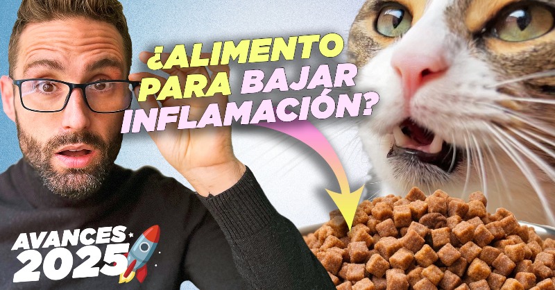 manualvet's tweet photo. ¿Sabías que la ciencia y la tecnología están dando pasos gigantes para mejorar la vida de nuestros gatos? Descubre qué avances llegarán en 2025 para la salud, nutrición y cuidado felino. 🐾 ¡Espero que te guste! 🎥

Gracias por verlo.