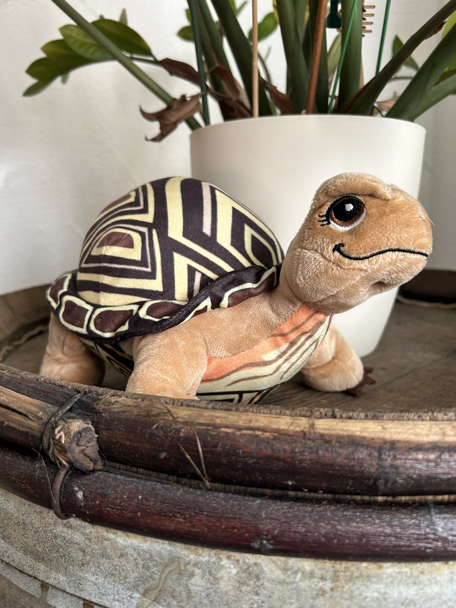 FrauQuagner's tweet image. Ich habe Pennypunkte gesammelt um diese Schildkröte zu bekommen! 🐢😊

#Twitterbeichte #Penny #Punkte #Henrietta