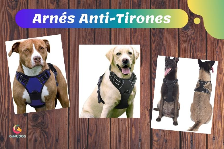 guaudogweb's tweet photo. ▷ 🥇El mejor 【Arnes anti tirones para perros】en 2020🚀
¿Quién pasea a quien? vuestro perro os arrastra en cada paseo, pues estáis en el lugar indicado.

✅¡ENTRA Y MEJORA LA VIDA DE TU PERRO!✅
https://t.co/x9eMBEluql https://t.co/ELq6NeRoX6
